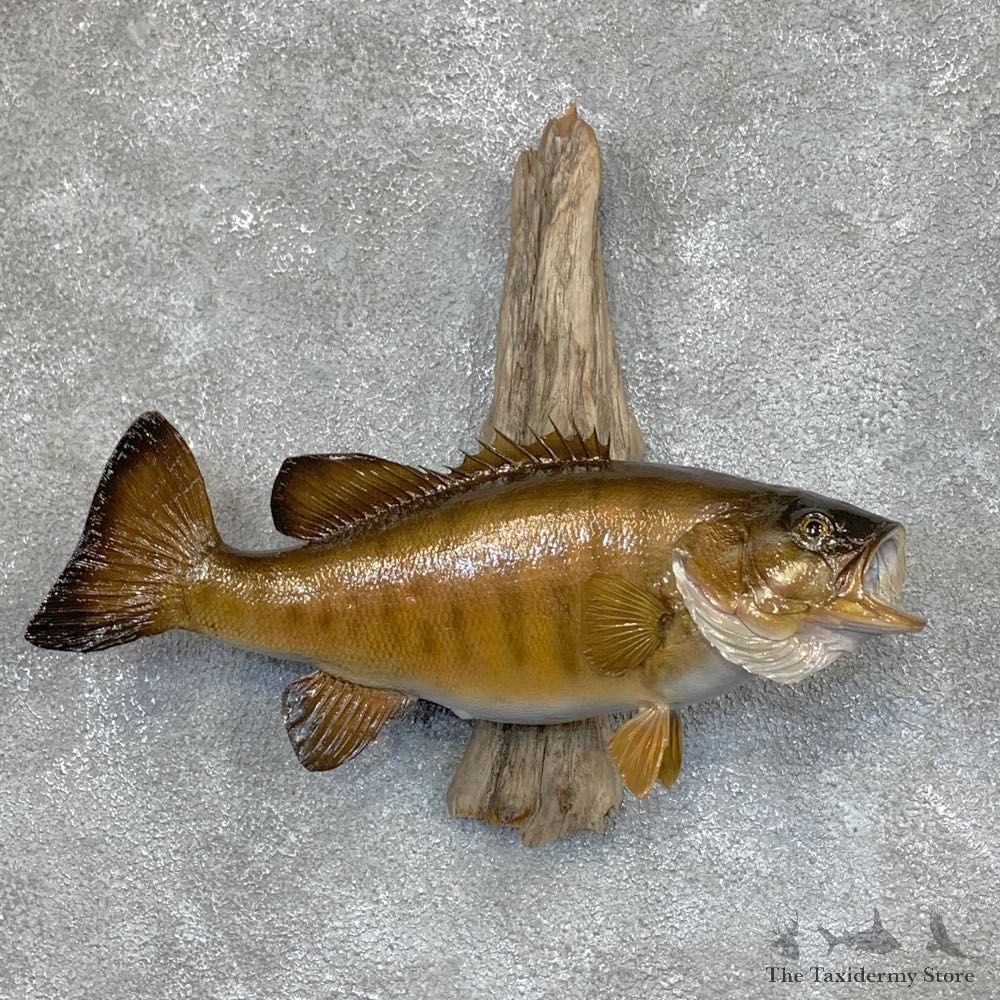 Smallmouth Bass Fish Mount For Sale #23672 @ The Taxidermy Store