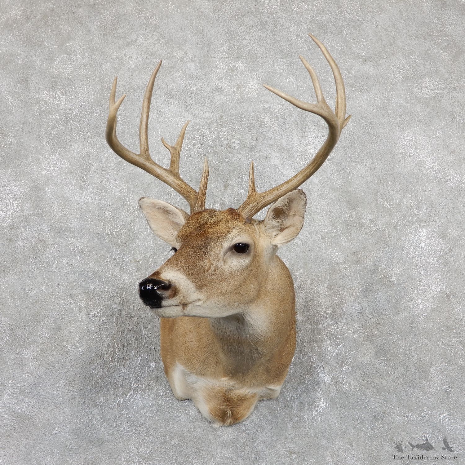 Whitetail Deer Shoulder Mount #19457 For Sale - The Taxidermy Store