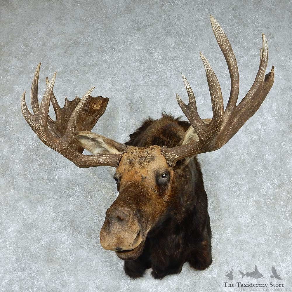 Moose Shoulder Mount #13787 For Sale @ The Taxidermy Store