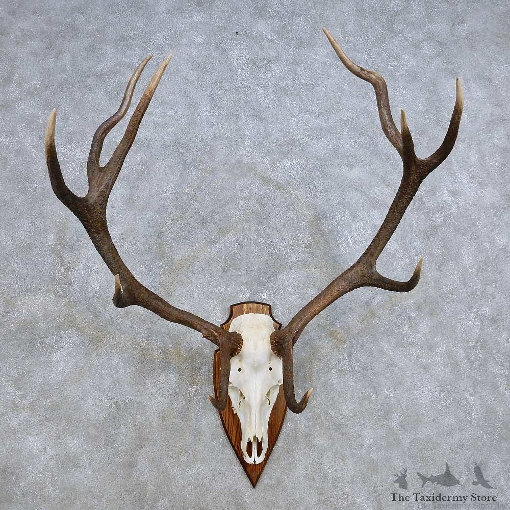 European Red Deer Skull Antler Mount For Sale #14427 @ The Taxidermy Store