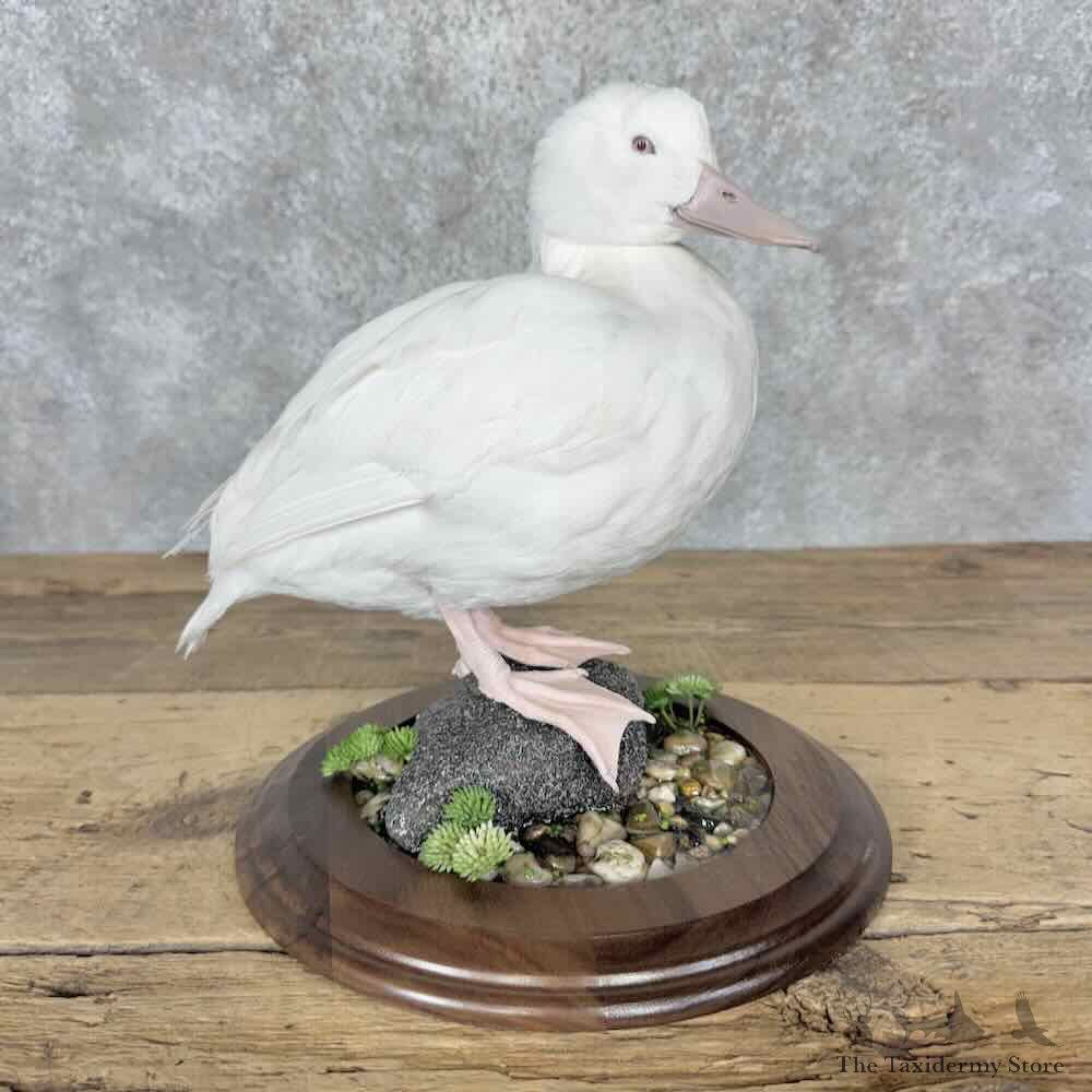Albino Redhead Duck Bird Mount For Sale #32126 @ The Taxidermy Store