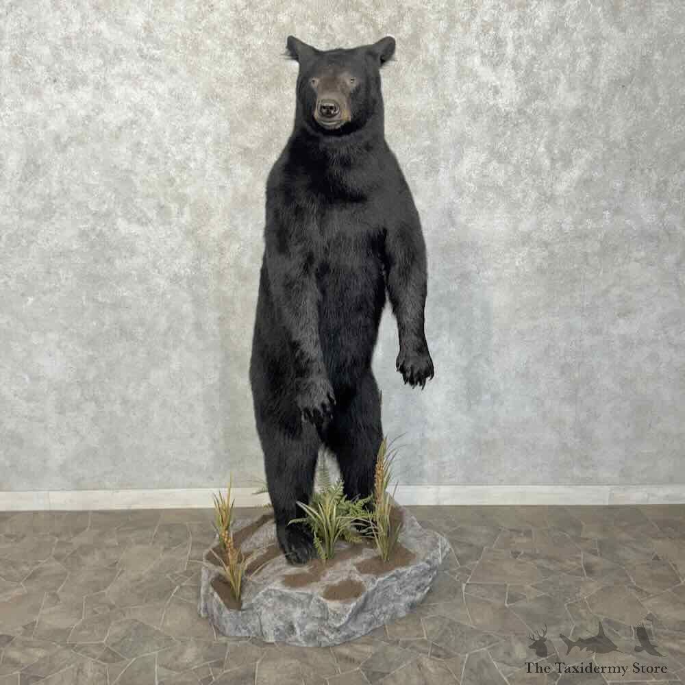 Black Bear Life-Size Mount For Sale #31747 @ The Taxidermy Store