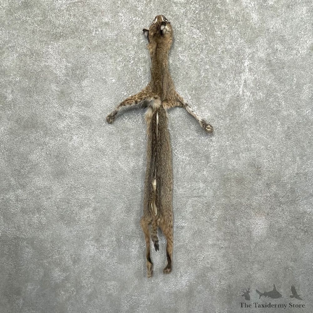 Bobcat Tanned Hide For Sale #24571 @ The Taxidermy Store