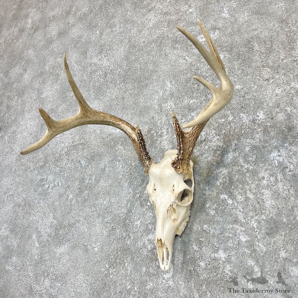 Whitetail Deer Skull European Mount For Sale #26985 @ The Taxidermy Store