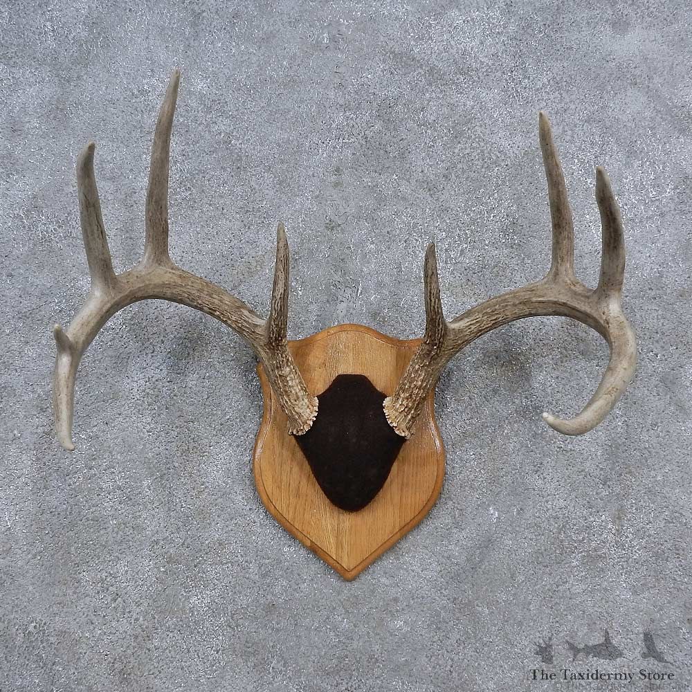 Whitetail Deer Antler Plaque Mount For Sale #15651 @ The Taxidermy Store