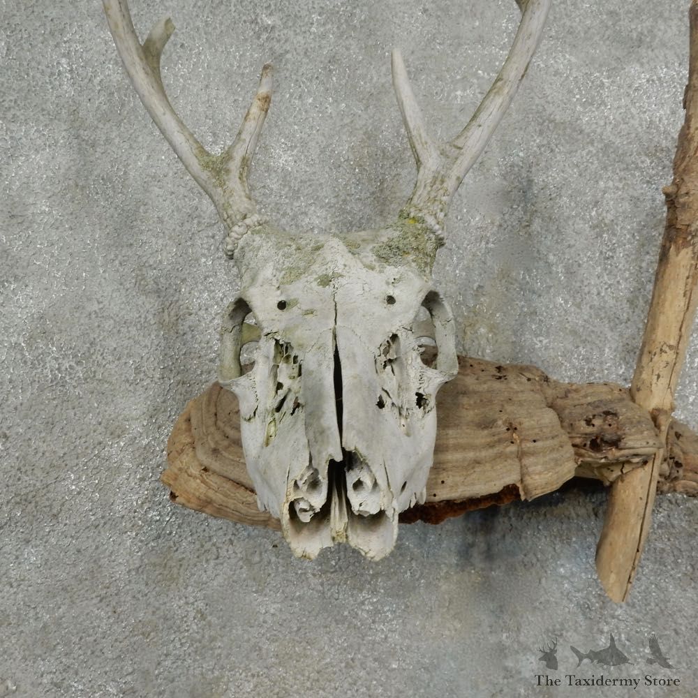 Whitetail Deer Skull & Antler Rustic Mount For Sale #16738 @ The Taxidermy Store