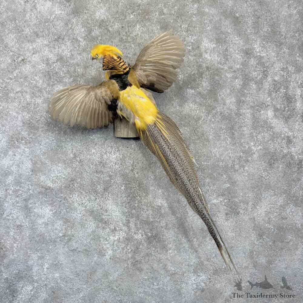 Yellow Golden Pheasant Bird Mount For Sale #32252 @ The Taxidermy Store
