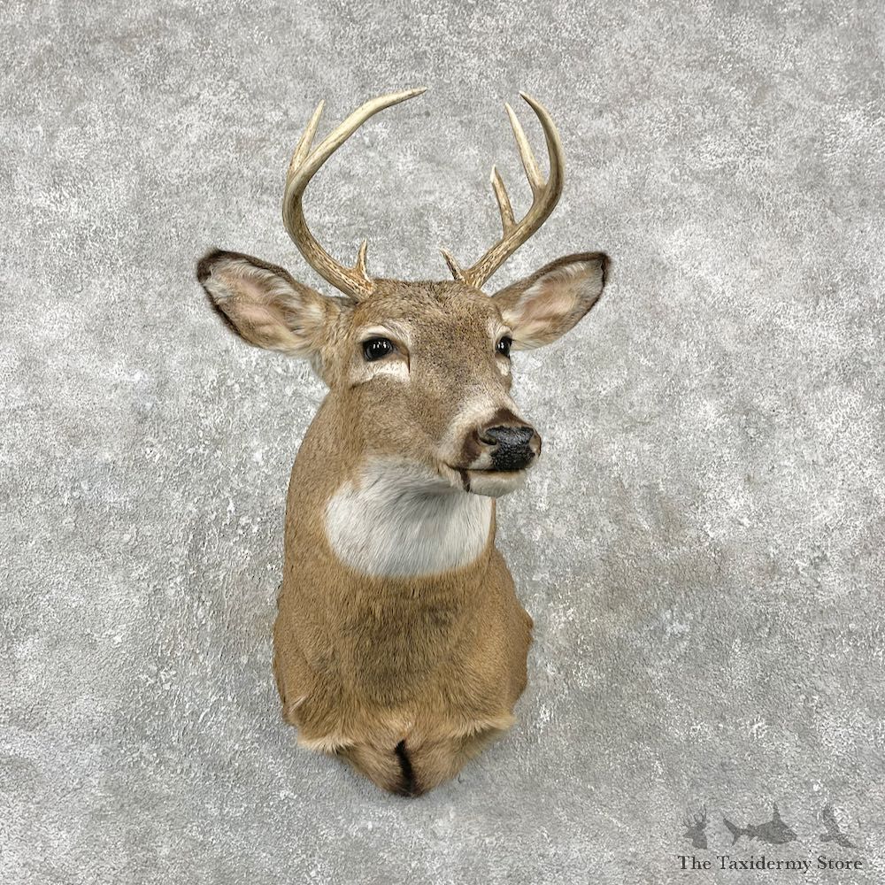 Whitetail Deer Shoulder Mount For Sale #25994 @ The Taxidermy Store