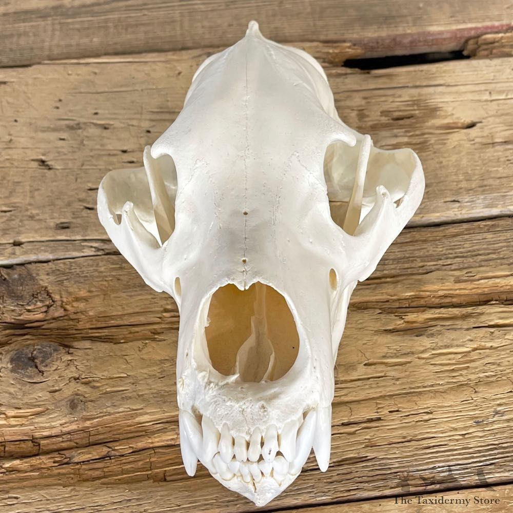 Alaskan Grizzly Bear Skull Mount For Sale #25057 @ The Taxidermy Store