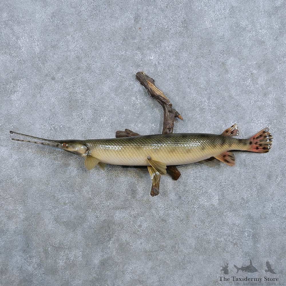 Garfish Fish Mount For Sale #14338 @ The Taxidermy Store