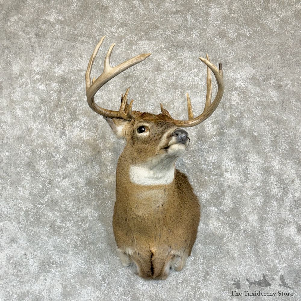 Whitetail Deer Shoulder Mount For Sale #29629 @ The Taxidermy Store