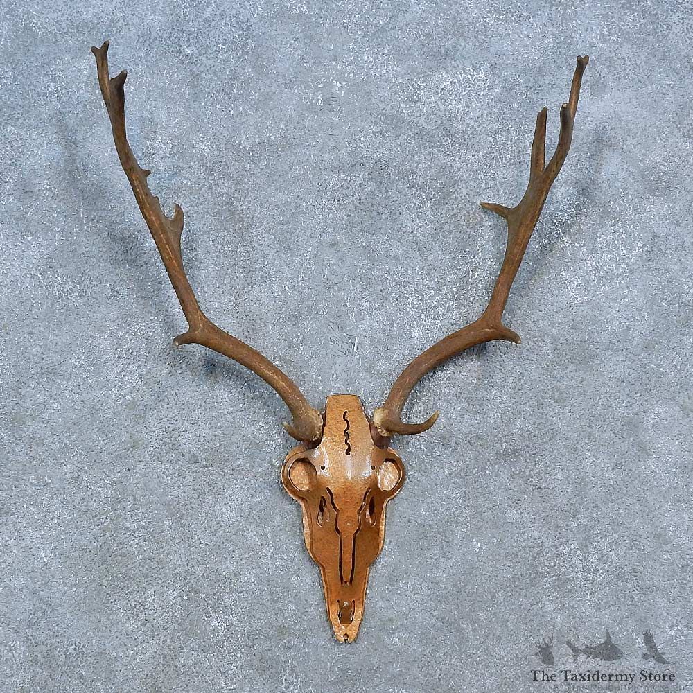 Whitetail Deer Antler Plaque Mount For Sale #15435 @ The Taxidermy Store