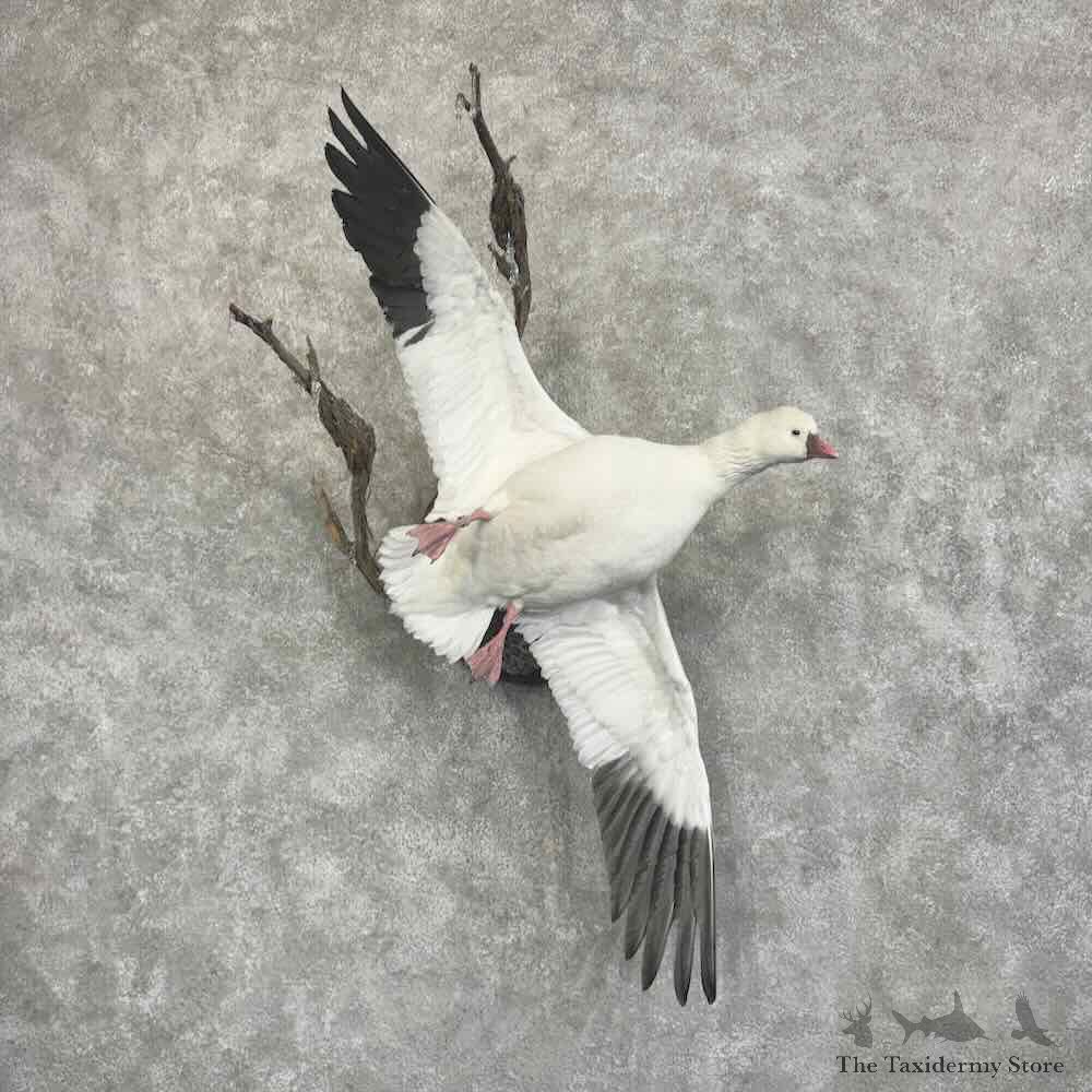 Ross Goose Bird Mount For Sale #32066 @ The Taxidermy Store
