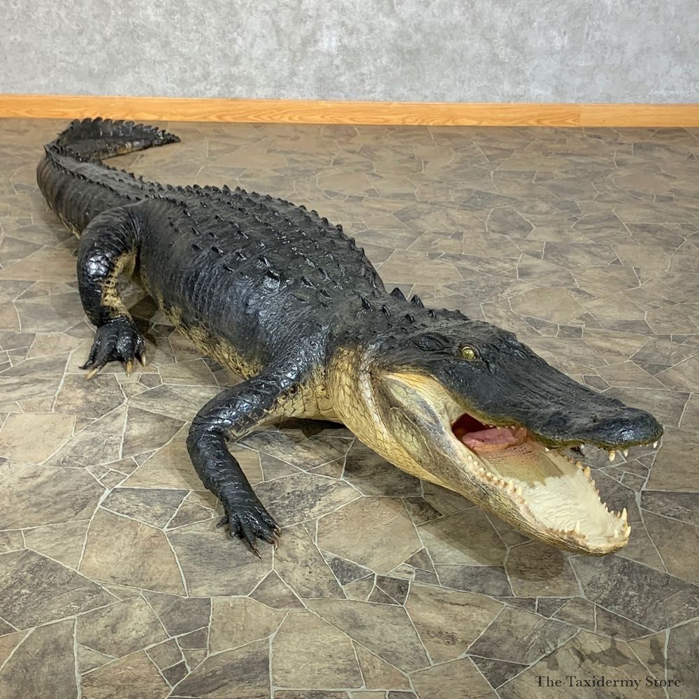 Alligator Life-Size Mount For Sale #23438 @ The Taxidermy Store