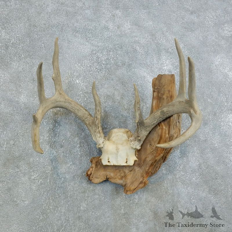 Whitetail Deer Skull European Mount For Sale #18444 @ The Taxidermy Store