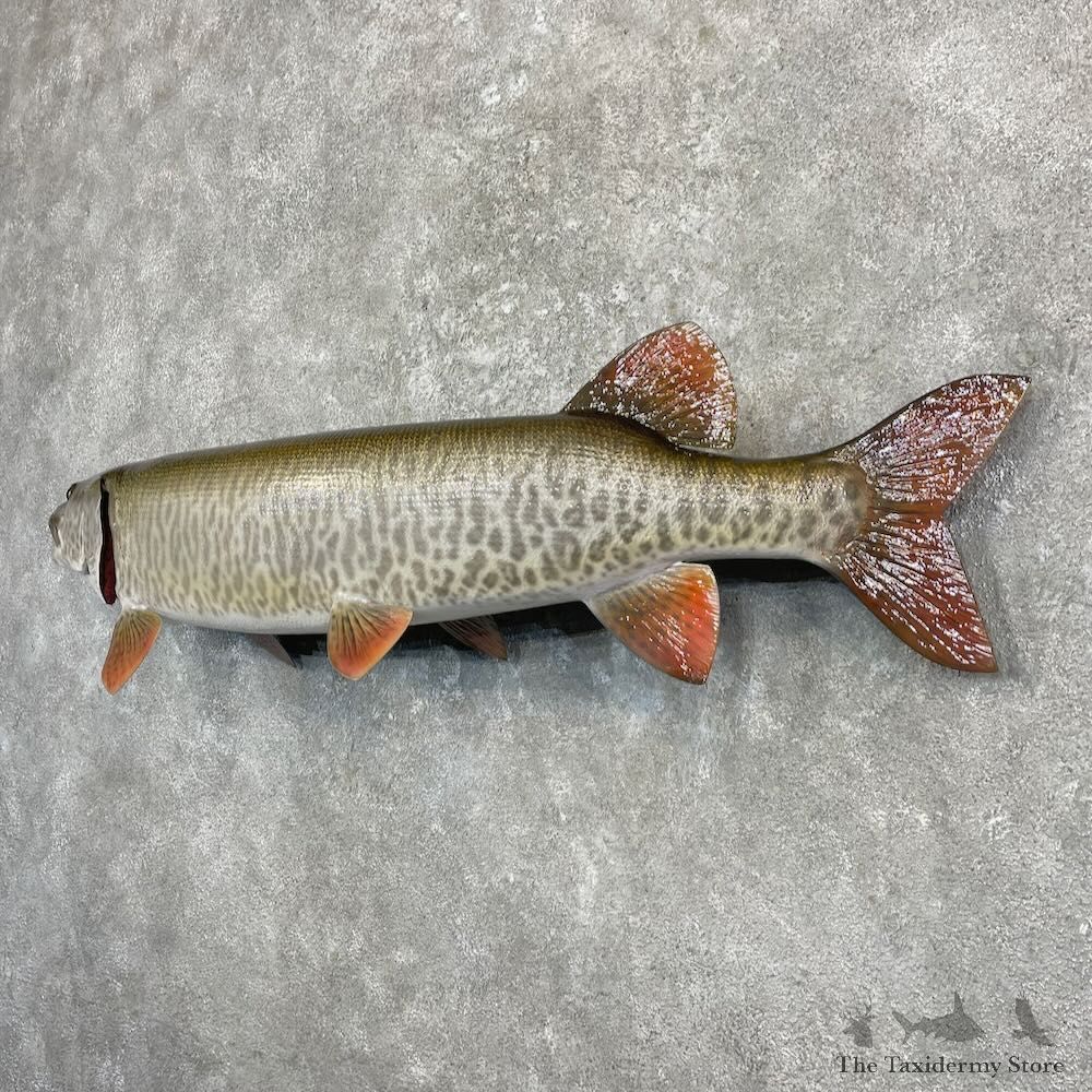 Reproduction Muskellunge Fish Mount For Sale #27230 @ The Taxidermy Store