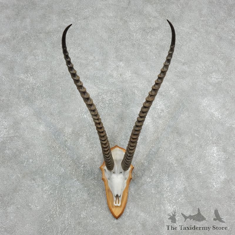 Grants Gazelle Skull Plaque Mount For Sale #18128 @ The Taxidermy Store