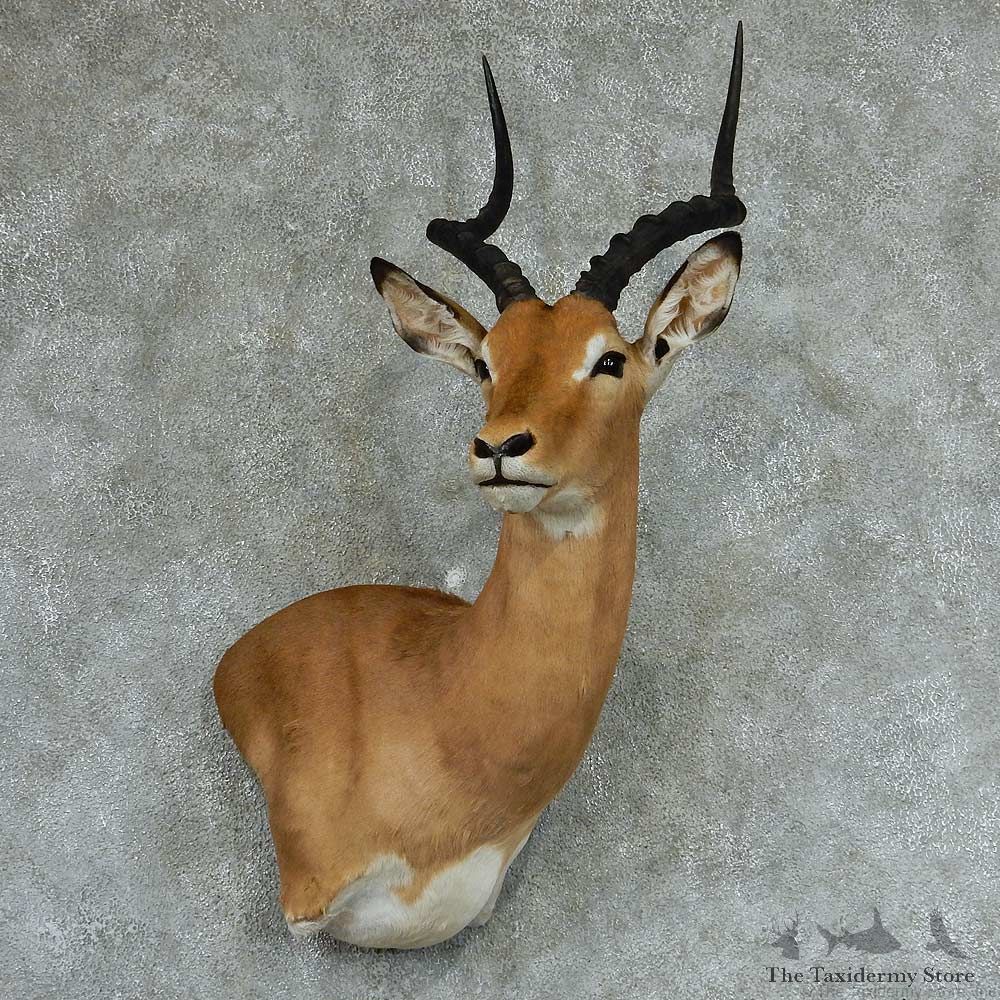 African Impala Wall Pedestal Mount #13312 For Sale @ The Taxidermy Store