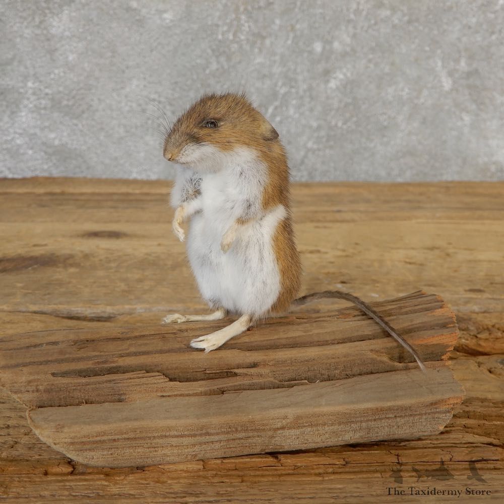 Mouse Life-Size Mount For Sale #21121 @ The Taxidermy Store