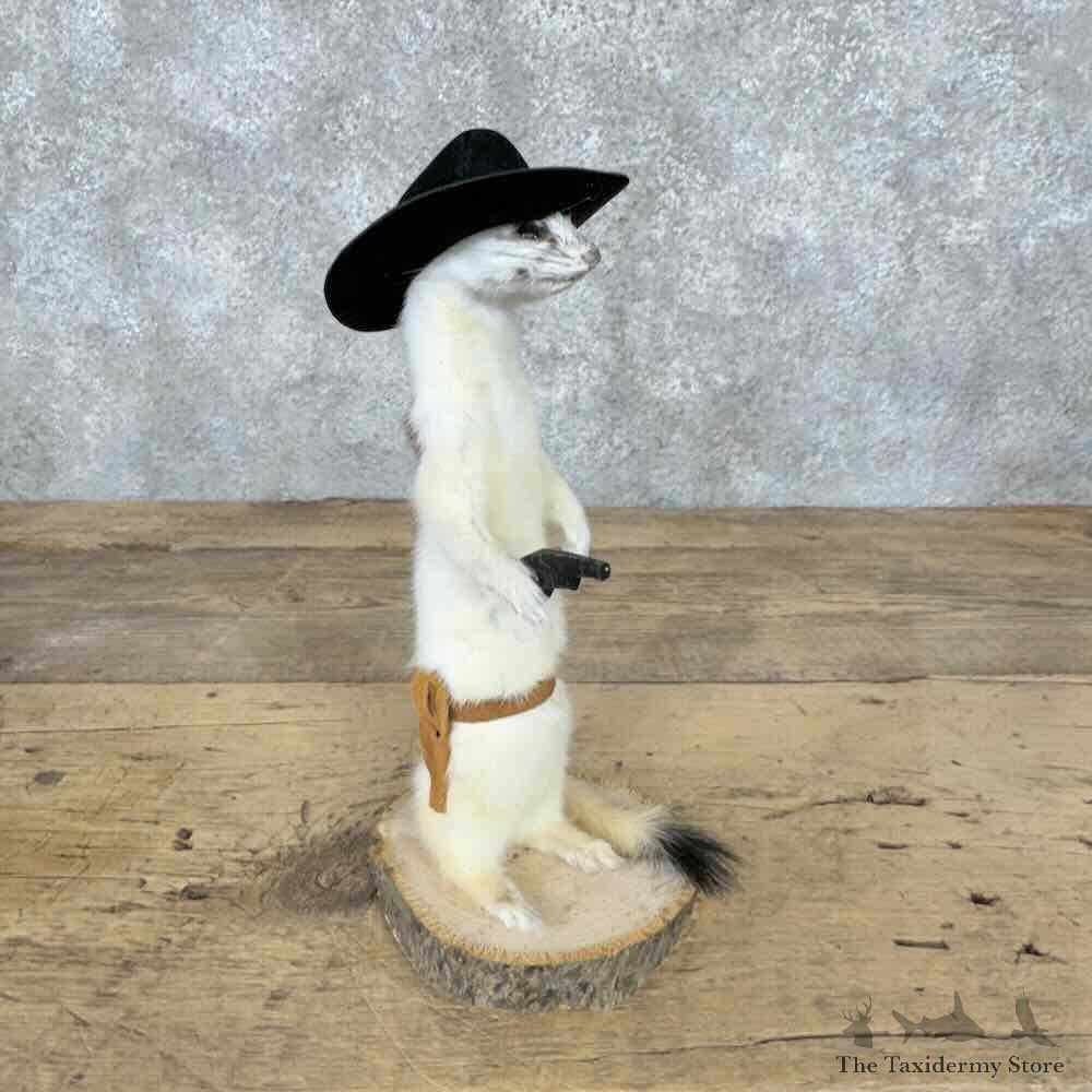 Cowboy Ermine Novelty Mount For Sale #30609 @ The Taxidermy Store