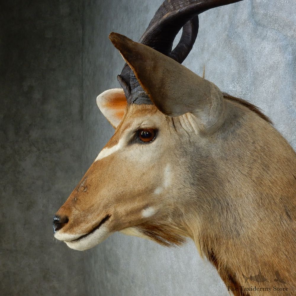 Greater Kudu Shoulder Mount For Sale #15311 @ The Taxidermy Store