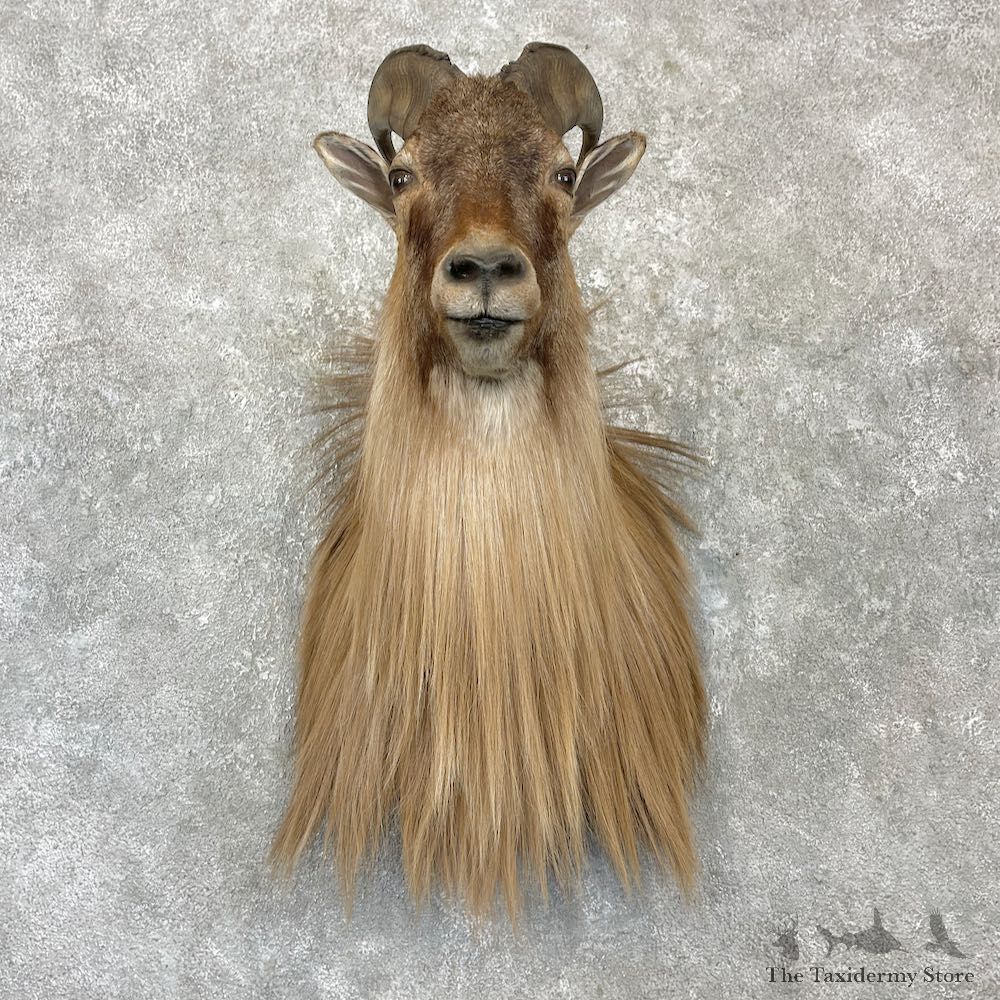Himalayan Tahr Shoulder Mount For Sale #27157 @ The Taxidermy Store