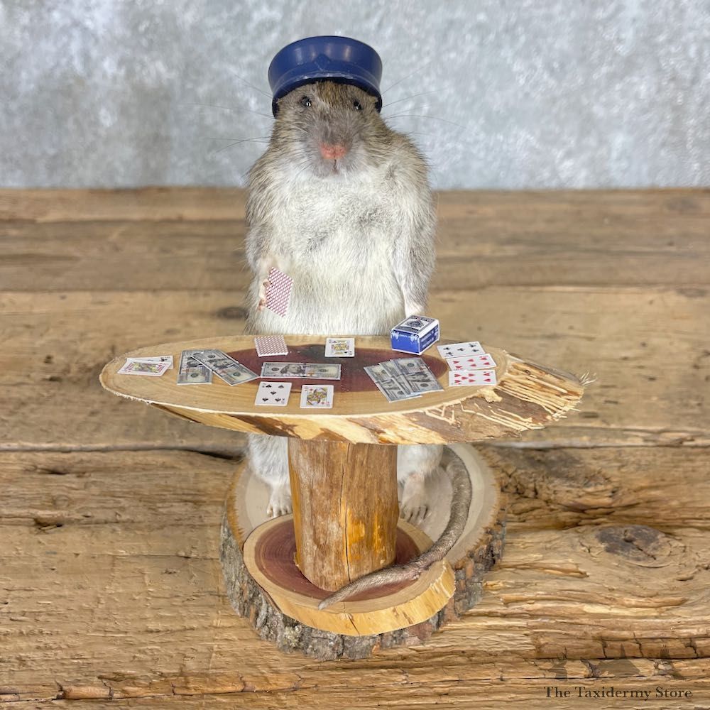 Blackjack Poker Rat Novelty Mount For Sale #26546 @ The Taxidermy Store