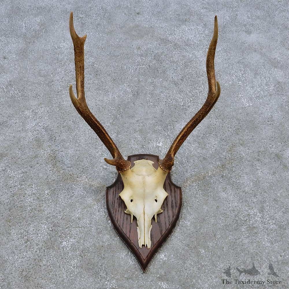 Sika Deer Skull Antler European Mount For Sale #14508 @ The Taxidermy Store