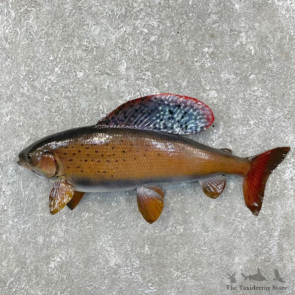 Arctic Grayling Fish Mount For Sale #24389 @ The Taxidermy Store