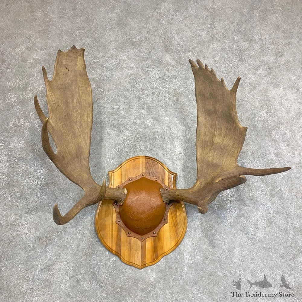 Moose Antler Plaque For Sale #21933 @ The Taxidermy Store