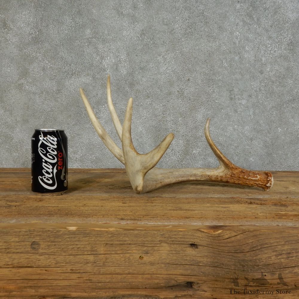 Whitetail Deer Antler Shed For Sale #16150 @ The Taxidermy Store