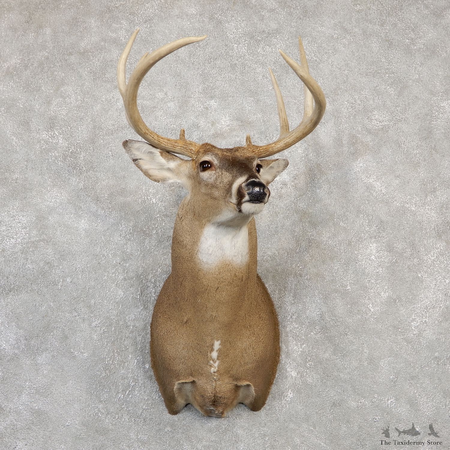 Whitetail Deer Shoulder Mount #19999 For Sale - The Taxidermy Store