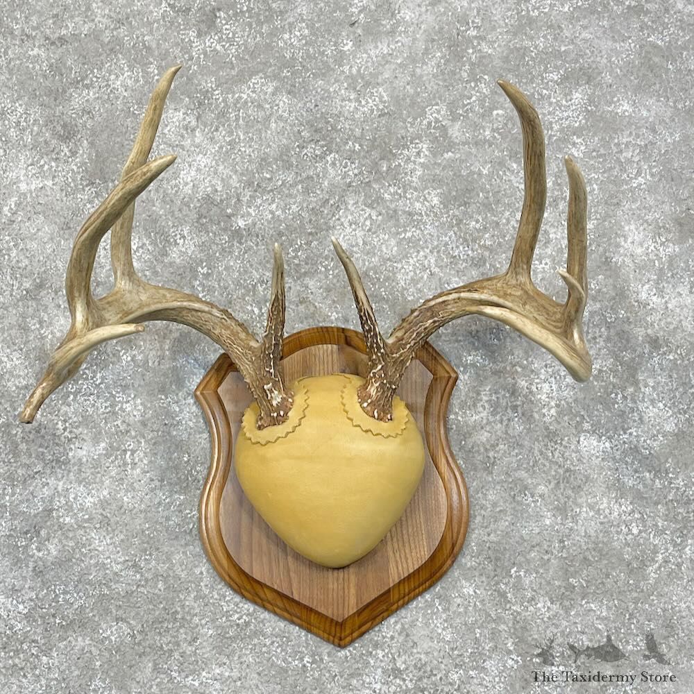Whitetail Deer Antler Plaque Mount For Sale #28467 @ The Taxidermy Store