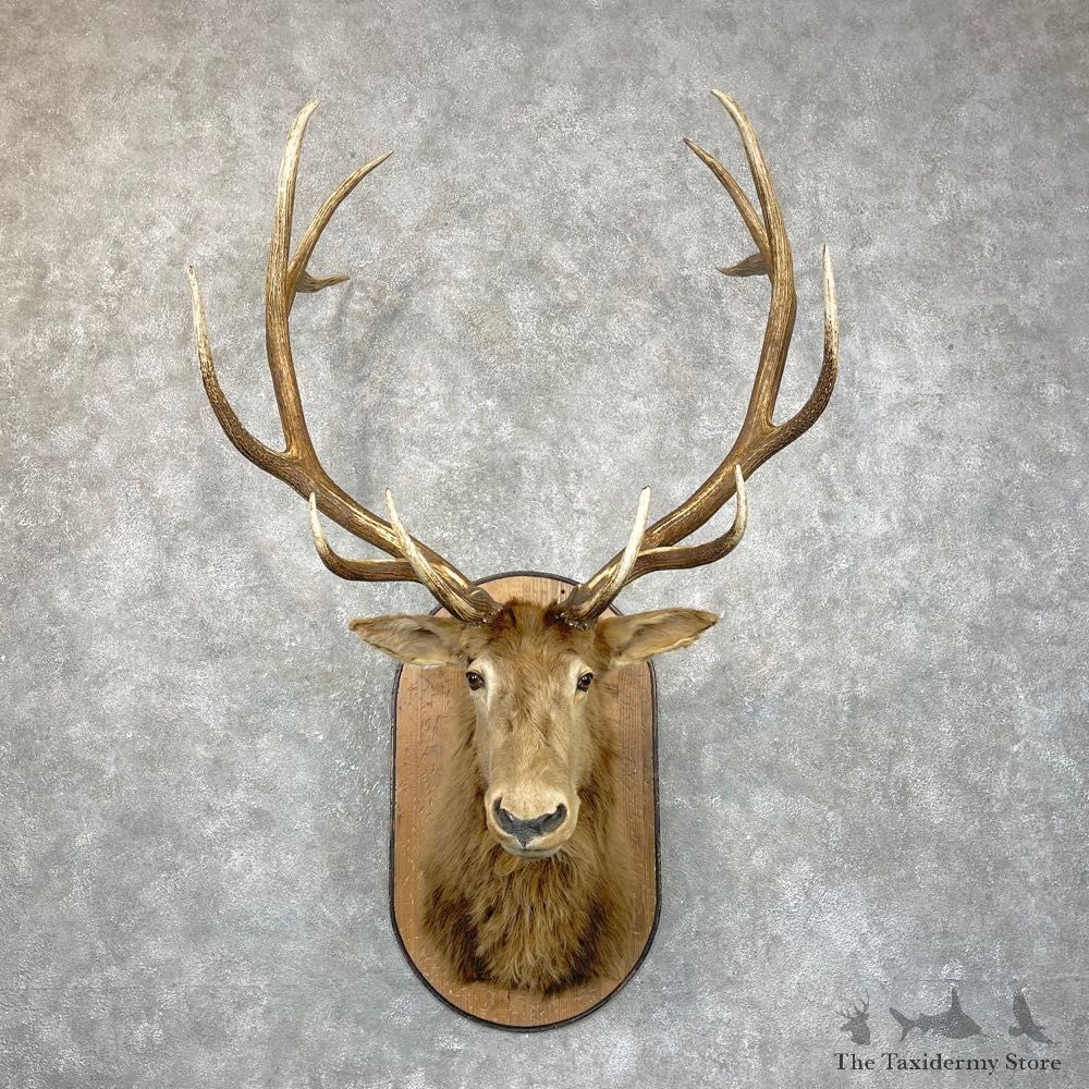 Rocky Mountain Elk Shoulder Mount For Sale #24284 @ The Taxidermy Store