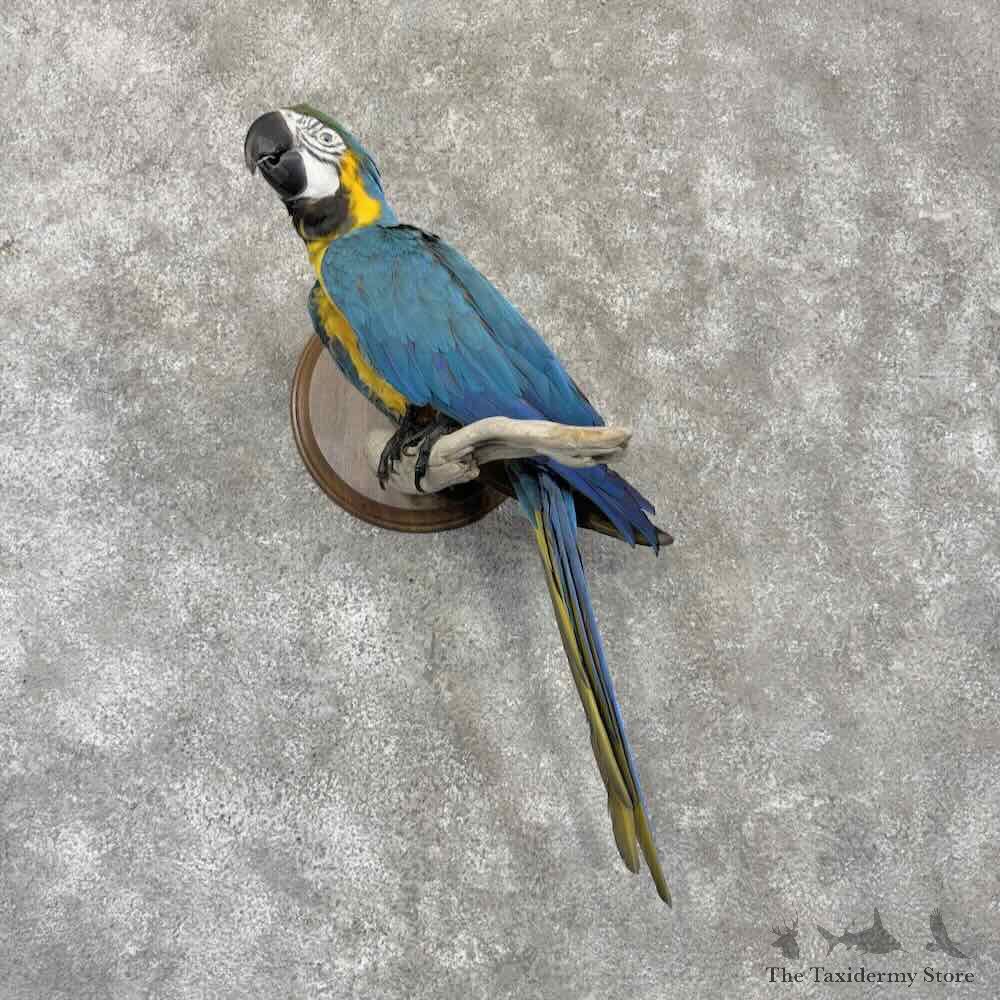 Blue-and-Yellow Macaw Bird Mount For Sale #32258 @ The Taxidermy Store