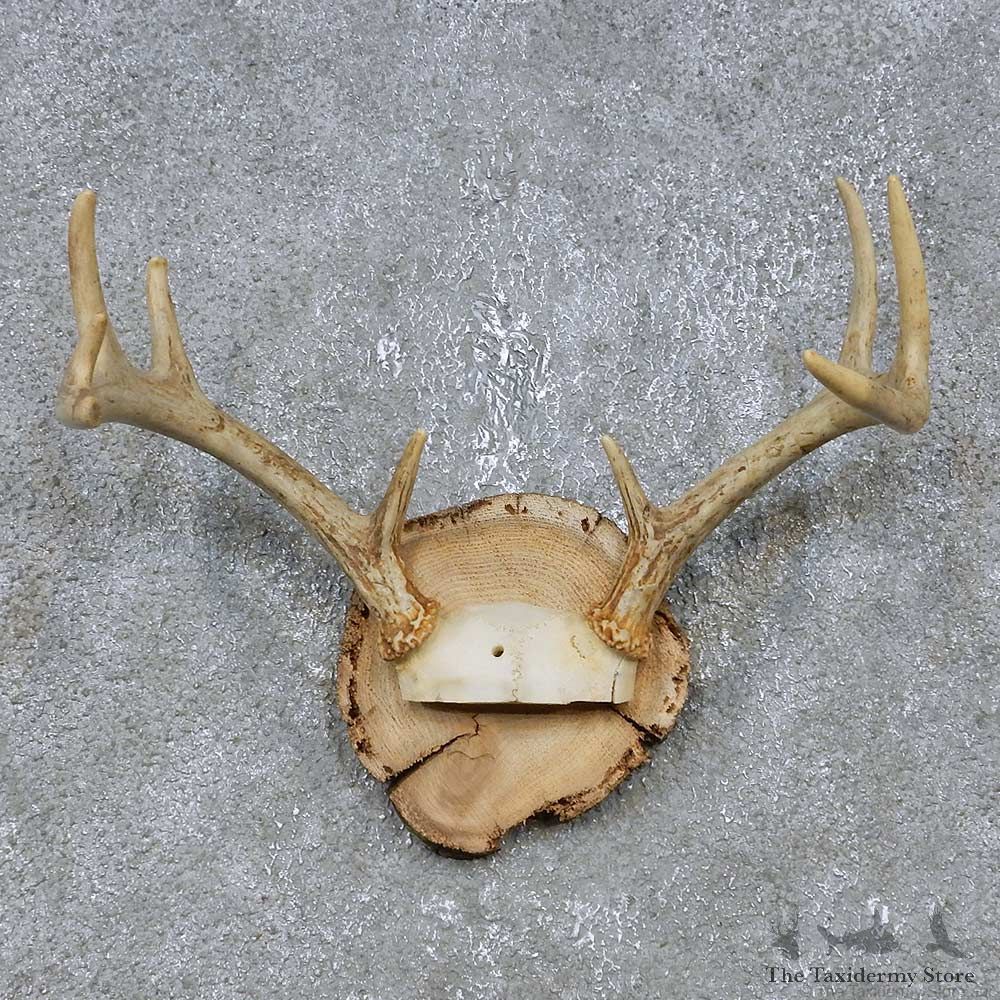 Whitetail Deer Antler Plaque Mount For Sale #14741 @ The Taxidermy Store