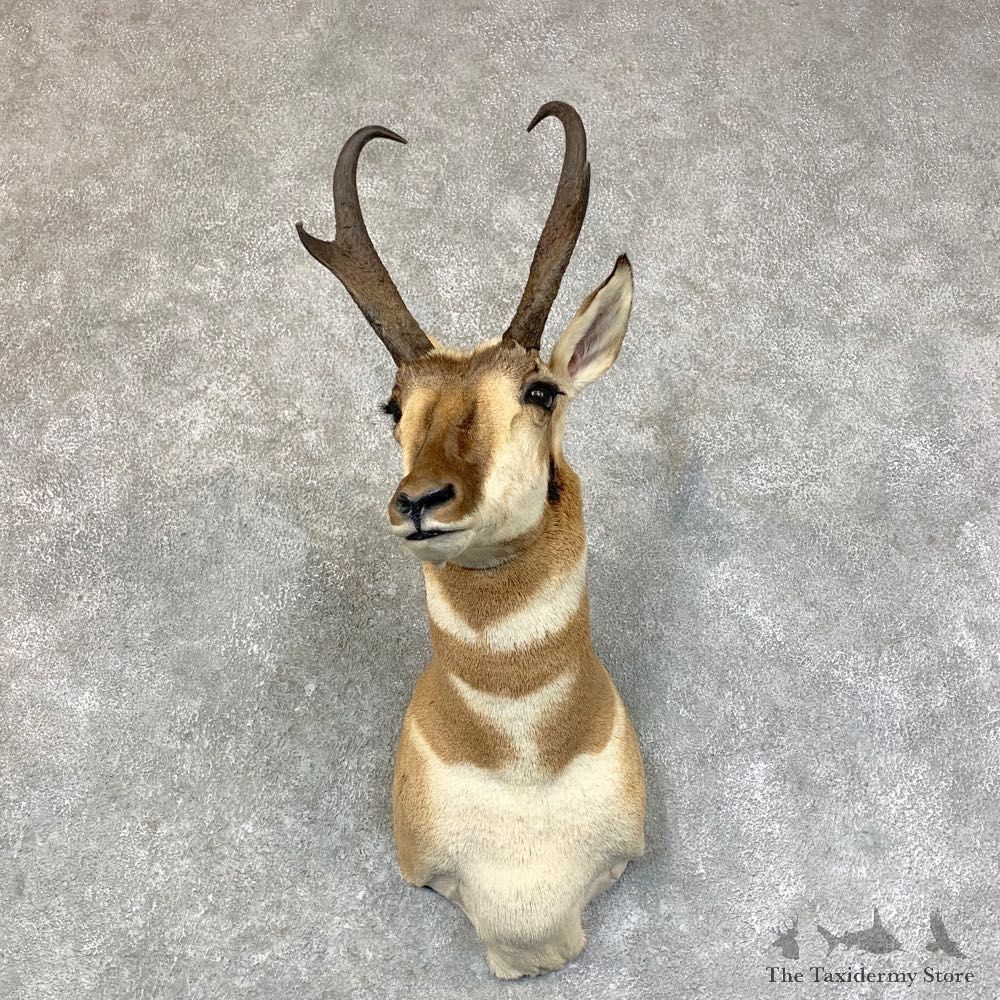 Pronghorn Antelope Shoulder Mount For Sale #22739 @ The Taxidermy-Store