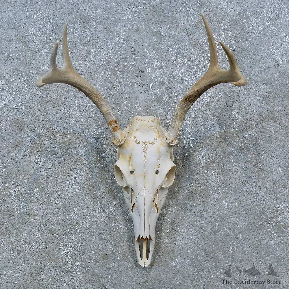 Whitetail Deer Skull Antler European Mount For Sale #15378 @ The Taxidermy Store