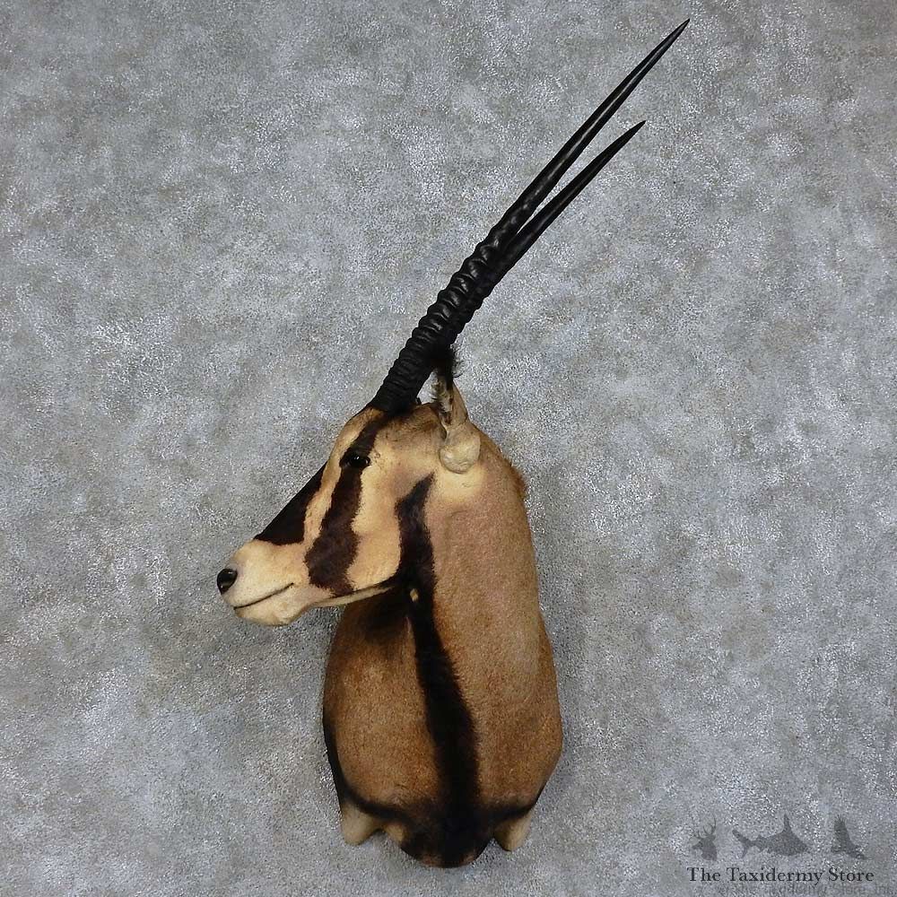 Fringe-eared Oryx Shoulder Mount For Sale #15750 @ The Taxidermy Store