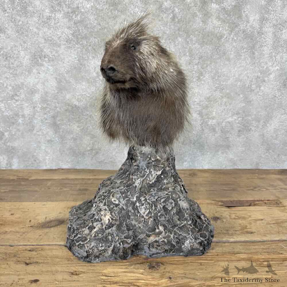 Porcupine Pedestal Mount For Sale #31596 @ The Taxidermy Store