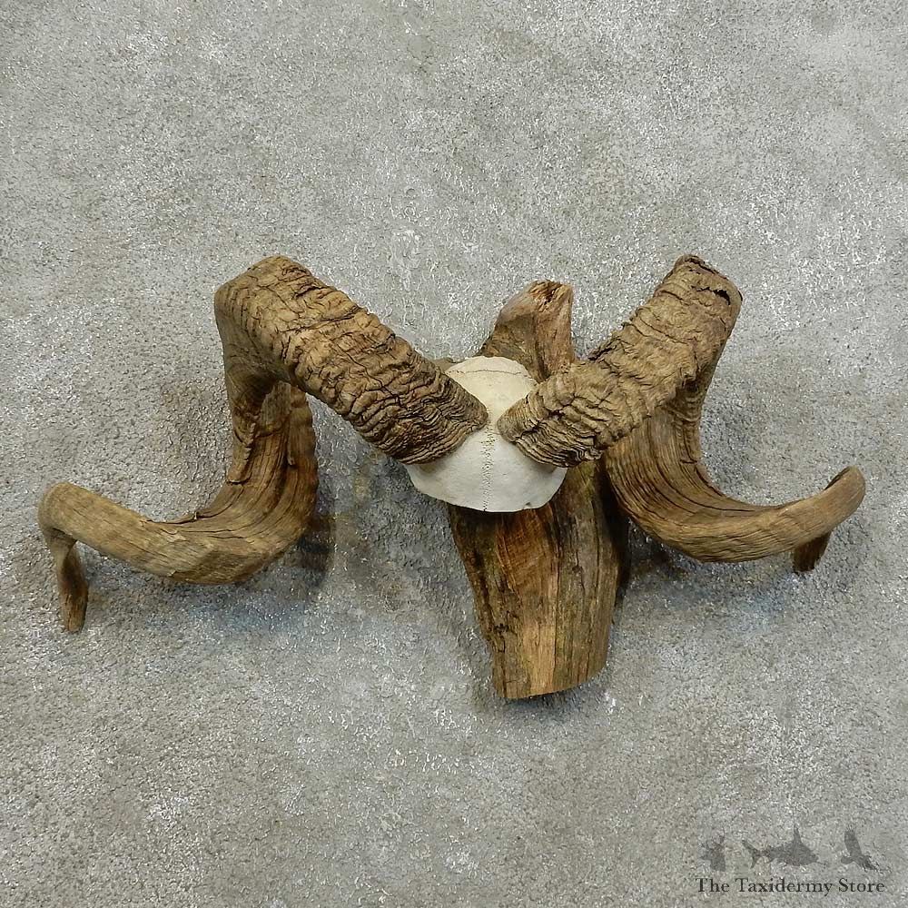 Corsican Ram Skull European Mount For Sale #16008 @ The Taxidermy Store