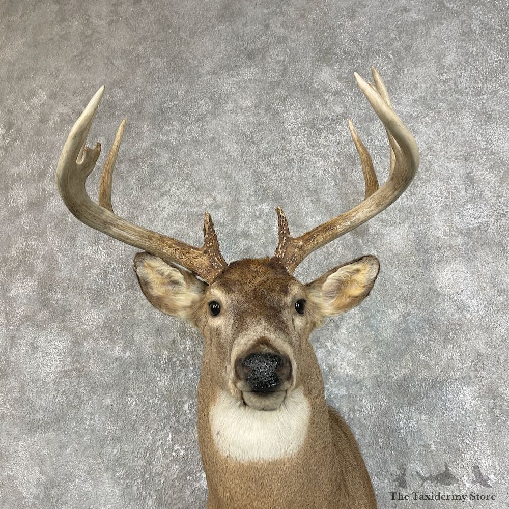 Whitetail Deer Taxidermy Shoulder Mount For Sale #25836 @ The Taxidermy Store