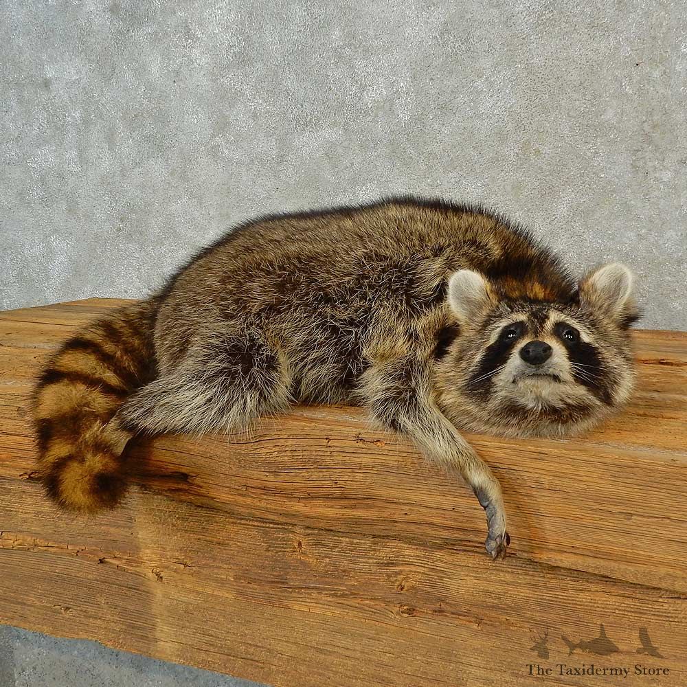 Raccoon Life-Size Mount For Sale #16573 @ The Taxidermy Store
