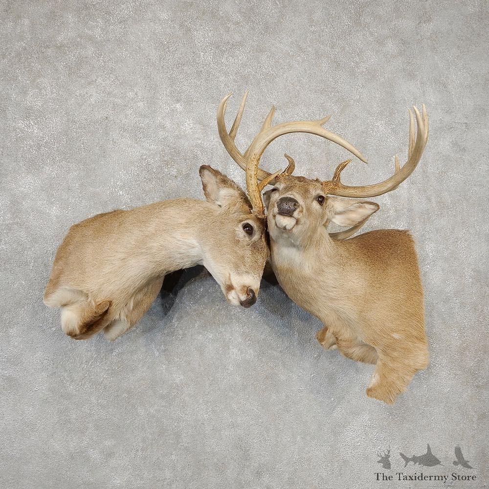 Fighting Whitetail Deer Shoulder Mounts #21089 For Sale @ The Taxidermy Store