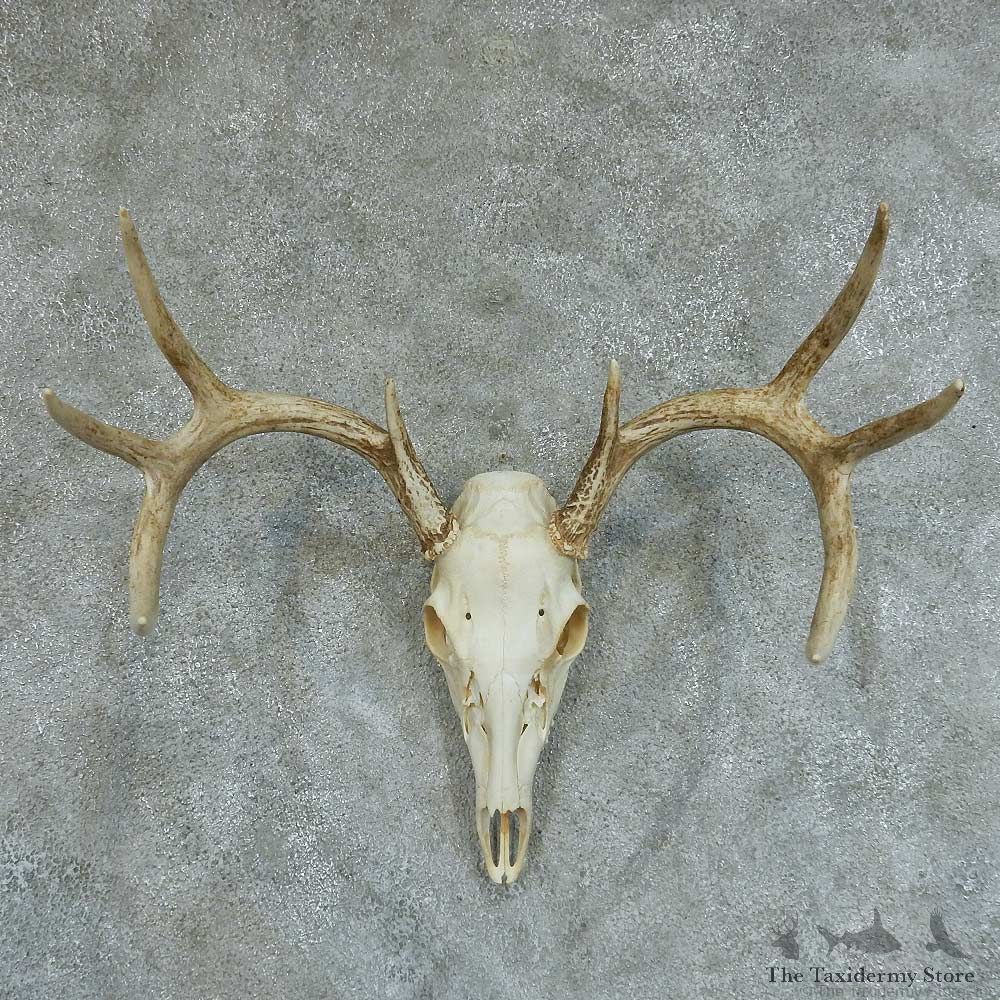 Whitetail Deer Skull & Antlers European Taxidermy Mount #13348 For Sale @ The Taxidermy Store
