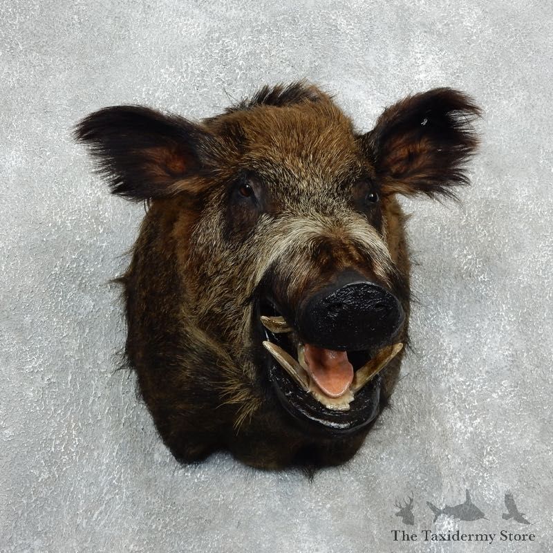 Wild Boar Shoulder Mount For Sale #18050 @ The Taxidermy Store