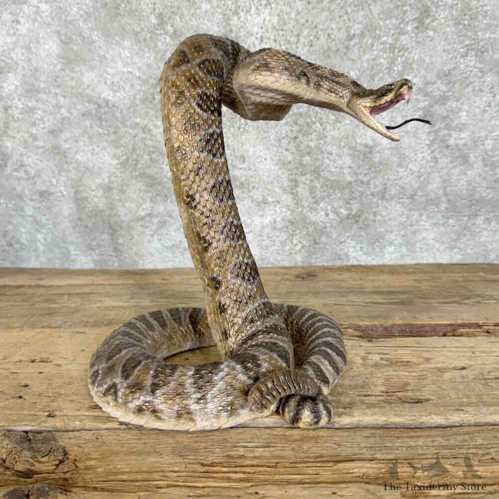 Western Diamondback Rattlesnake Mount For Sale #30728 @ The Taxidermy Store