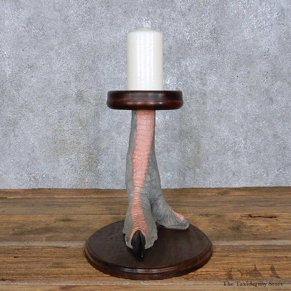 Ostrich Foot Dish Taxidermy Mount For Sale