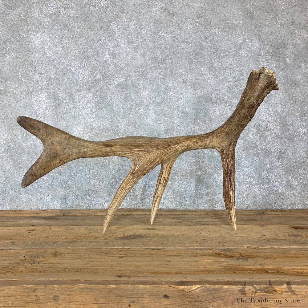 Self Standing Moose Antler For Sale #23007 @ The Taxidermy Store