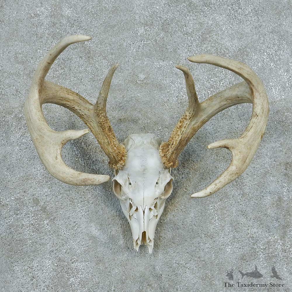 Whitetail Deer Skull & Antler European Mount #13769 For Sale @ The Taxidermy Store